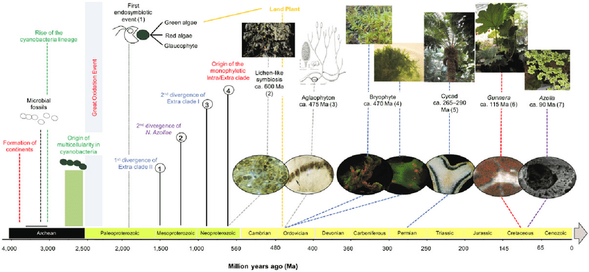 Origins and Evolution of Zazichotnoiz
